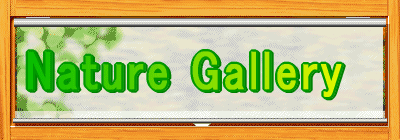 ネイチャーギャラリー